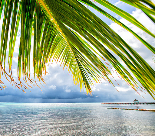 2014-01-14-palmTree