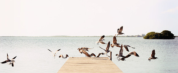 2015-01-12-birds_01