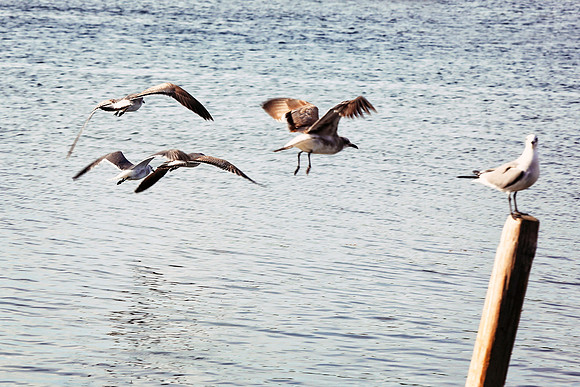 2015-01-12-birds_02