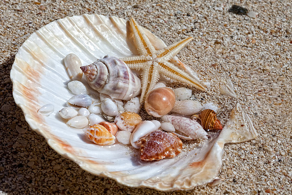 Shells_Sea_003