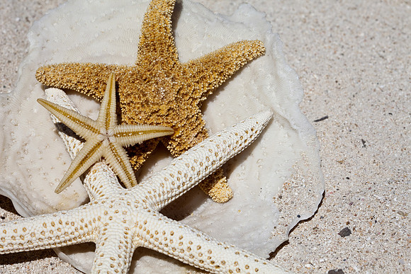 Shells_Sea_006