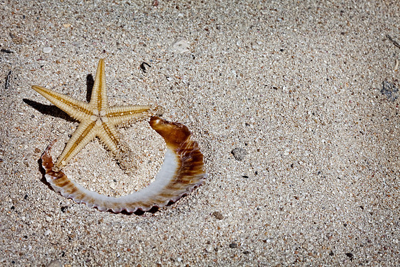 Shells_Sea_008