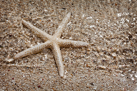 Shells_Sea_011