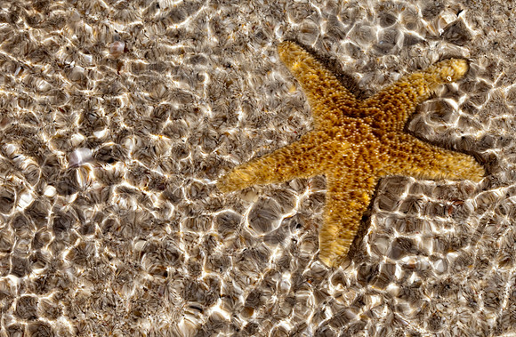 Shells_Sea_014