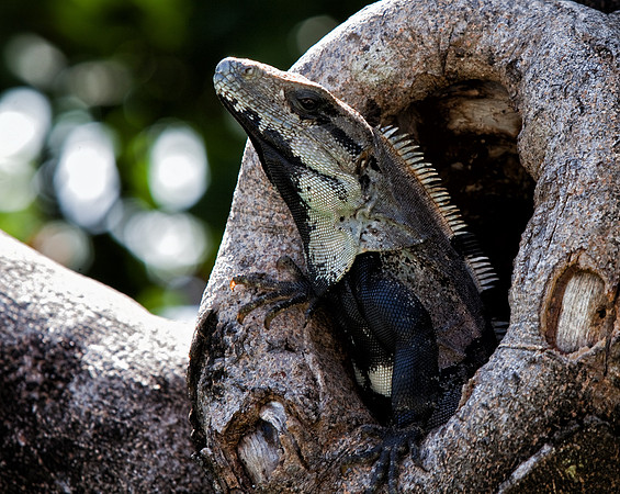 Iguana_01