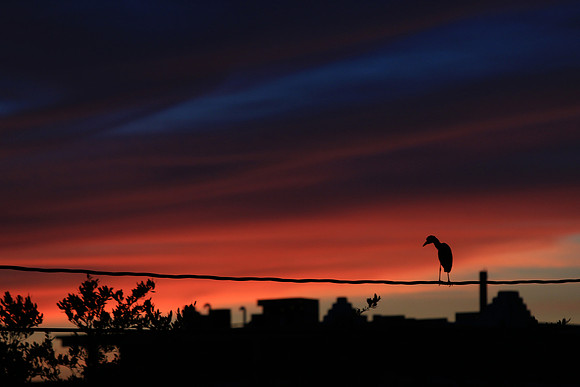 Sunset11_AC_003