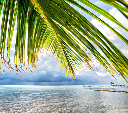 2014-01-14-palmTree