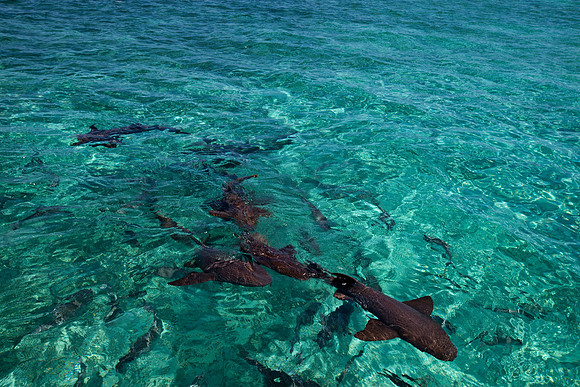 Shark Ray Alley, Belize. Photo by Olivera Rusu