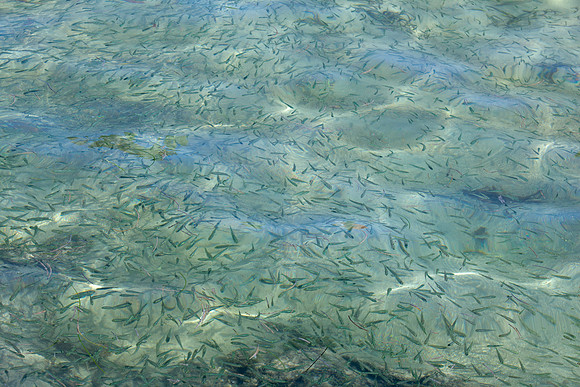 ACaye-fish-01