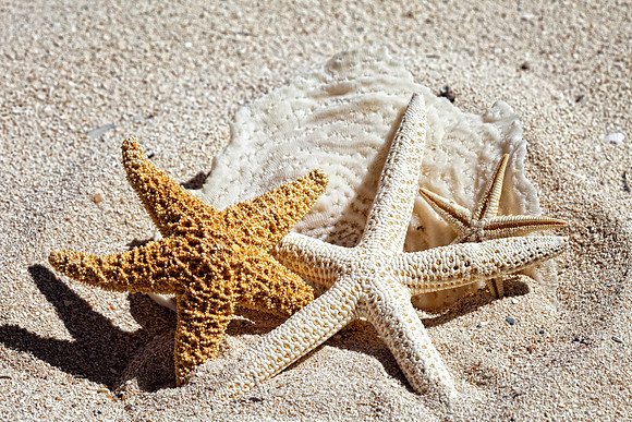 Shells_sea__0004
