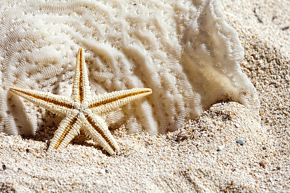 Shells_Sea_002