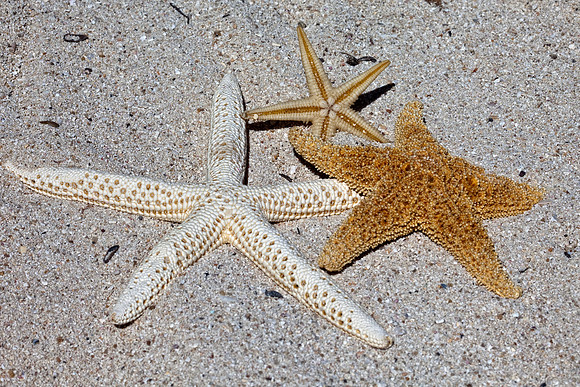 Shells_Sea_007