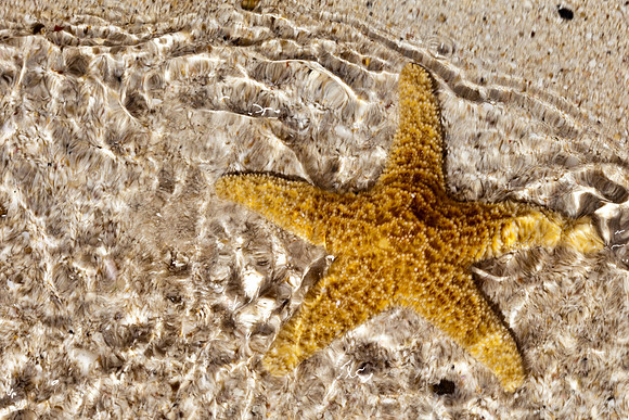 Shells_Sea_015