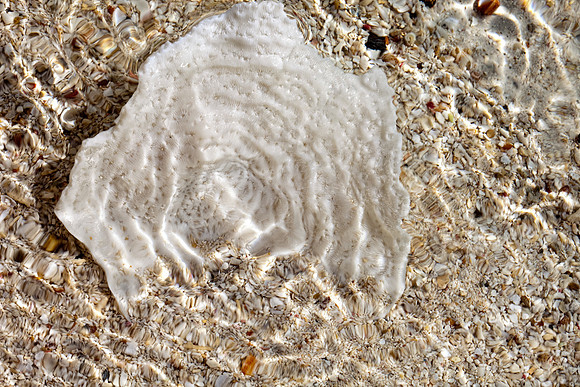Shells_Sea_013