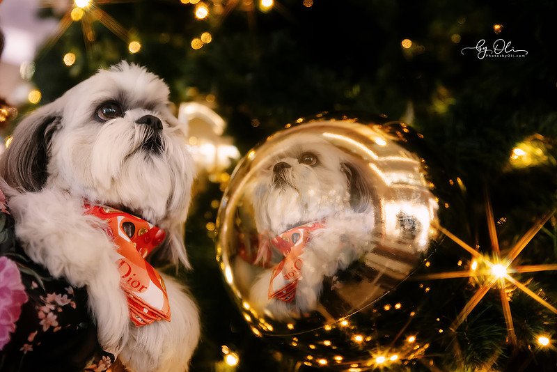 Bon Bond, Shi Tzu de 6 ani, portret elegant cu reflexie, realizat intr-o sedinta foto de animale de companie, cu lumini de sarbatoare. Fotograf Artist