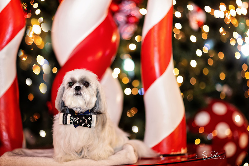 Bon Bond, Shi Tzu de 6 ani, portret elegant realizat intr-o sedinta foto de animale de companie, cu decor festiv si lumini de sarbatoare