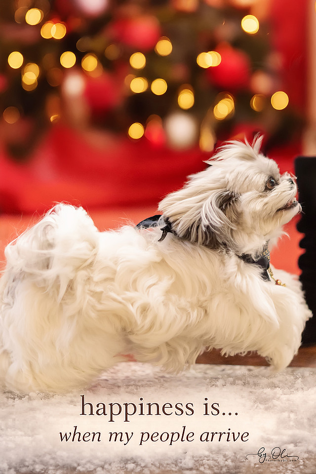 Bon Bond, Shi Tzu de 6 ani, surprins in miscare intr-o sedinta foto de animale de companie, exprimand bucuria reintalnirii, Timisoara