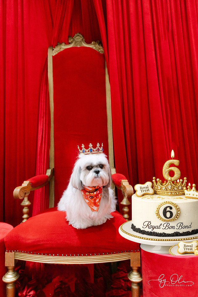 Bon Bond, Shi Tzu de 6 ani, portret regal intr-o sedinta foto de animale de companie, cu decor festiv si tort aniversar, Timisoara