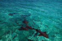 Shark Ray Alley, Belize. Photo by Olivera Rusu