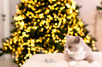 2022-11-19_135 -l