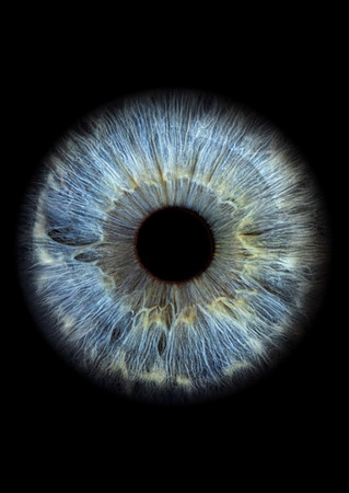 1 iris albastru