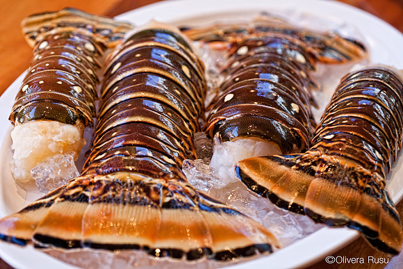 Food11_ElvisK_023