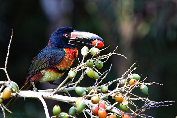 Toucan-1