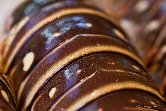 Food11_ElvisK_021