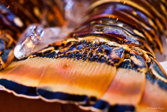 Food11_ElvisK_018